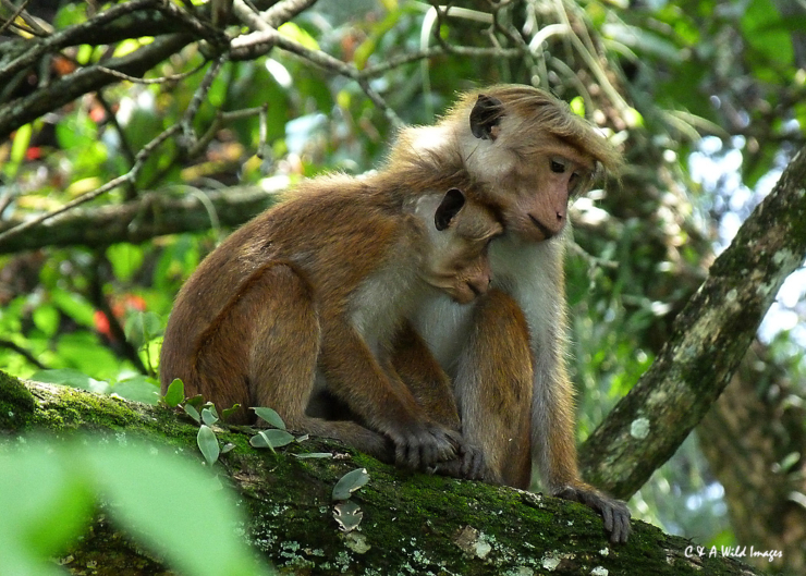 Toque Macaques