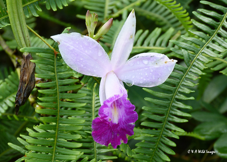 Orchid in Sinharaja Forest