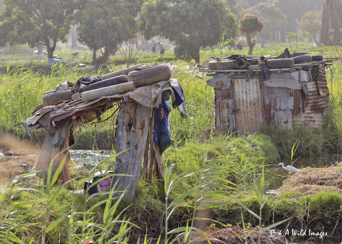 Lamin Rice Fields