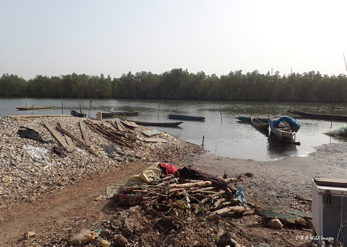 Gambia Buffuloto Oyster Middens 