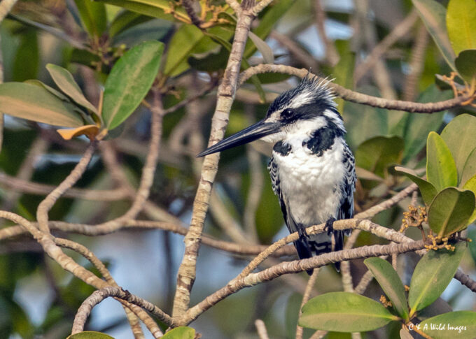 Pied Kingfisher in Gambia
