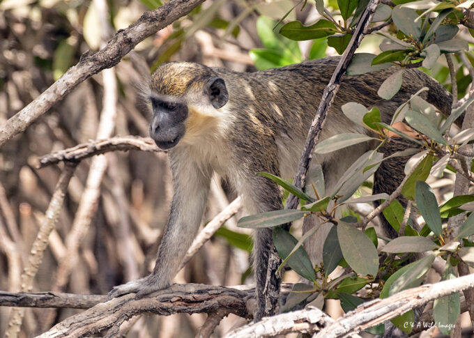 Vervet Monkey in the Makasutu Forest