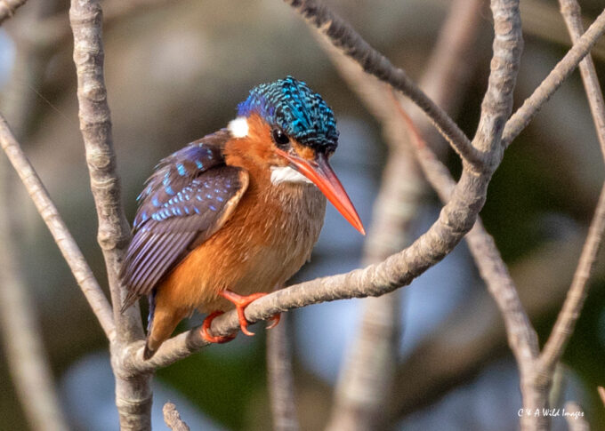 Malachite Kingfisher in the Gambia