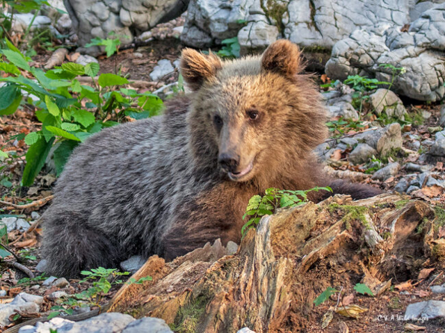 Eurasian Brown Bear Cub in Slovenia