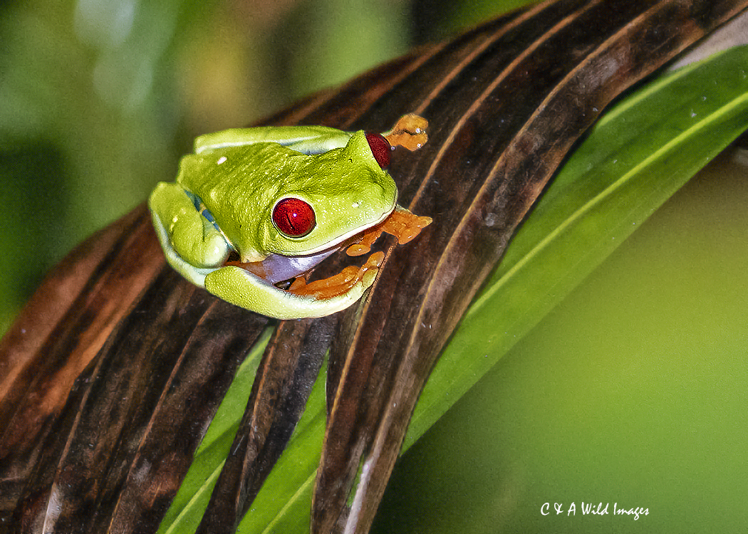 Red-eyed Tree frog