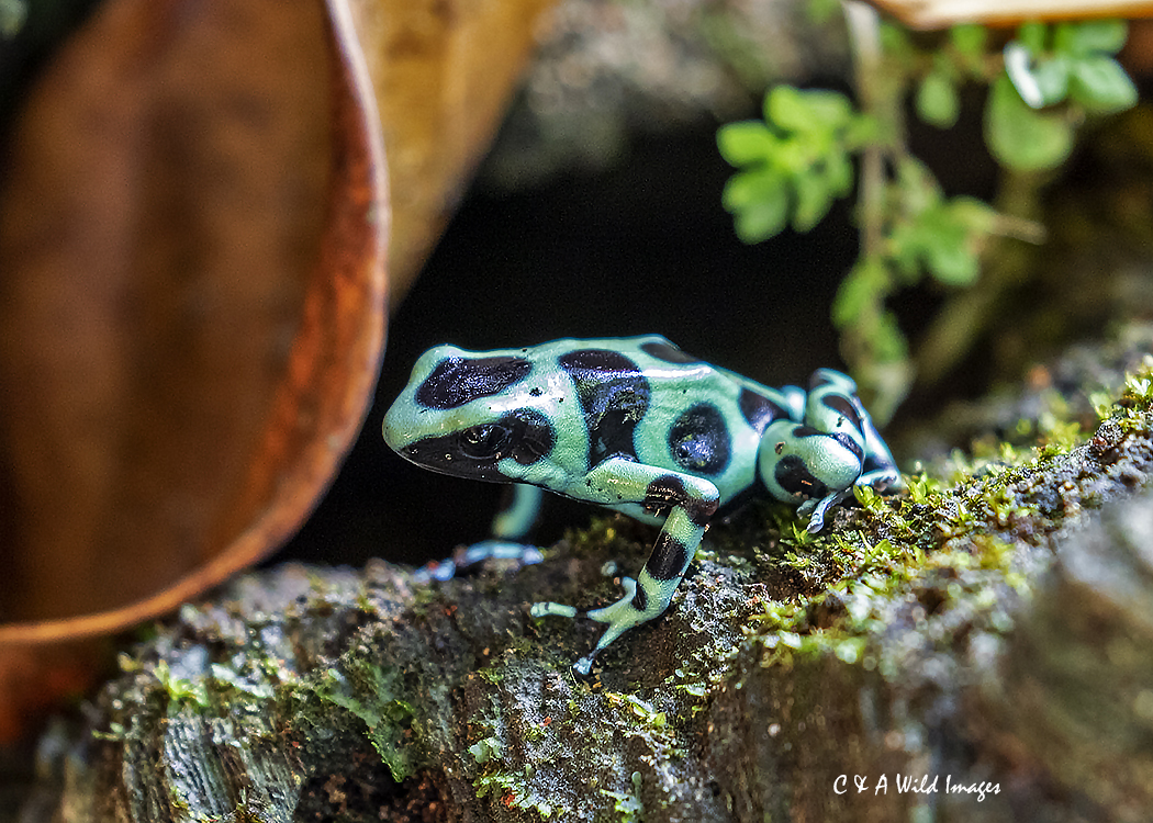 Green Poison Arrow Frog