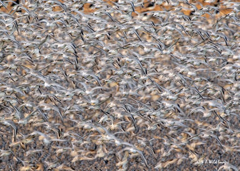 Knot in flight at Snettisham Norfolk