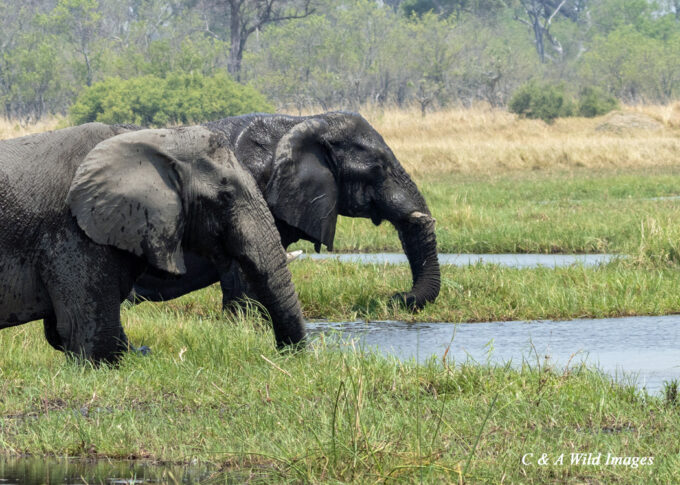 Two of the fifty elephants crossing the Khwai River
