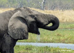 Our Journey from Khwai to Moremi Game Reserve