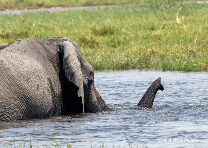 Elephant crossing the Khwai River