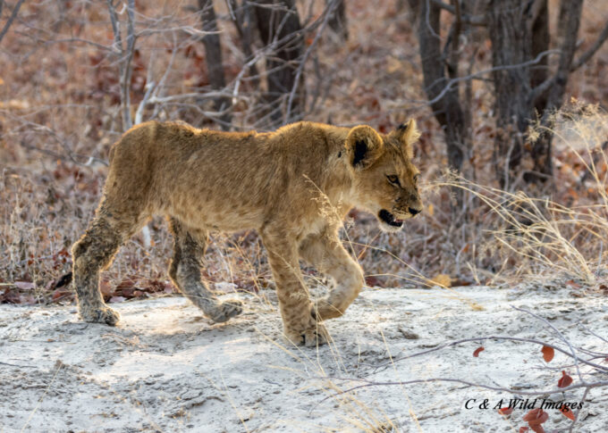 Lion cub on track