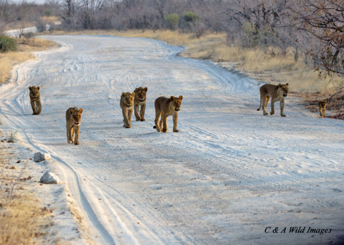Pride of Lions moving along the track