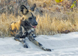 African wild dog