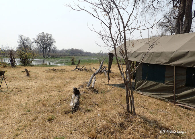 View of the Khwai River from our camp