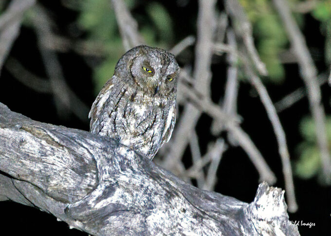 African Scops Owl