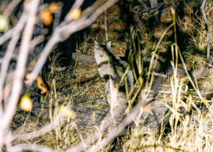 African Wildcat