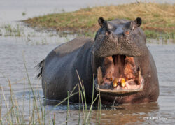 Our Close Encounter :- Facing The Fury Of A Hippo Charge