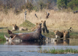 Dramatic Encounter: Lions Feast on Dead Hippo