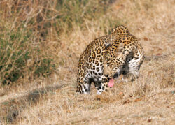 Leopard and Tigers in Nagarahole Tiger Reserve