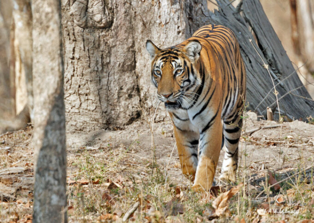 The Tigress Magge