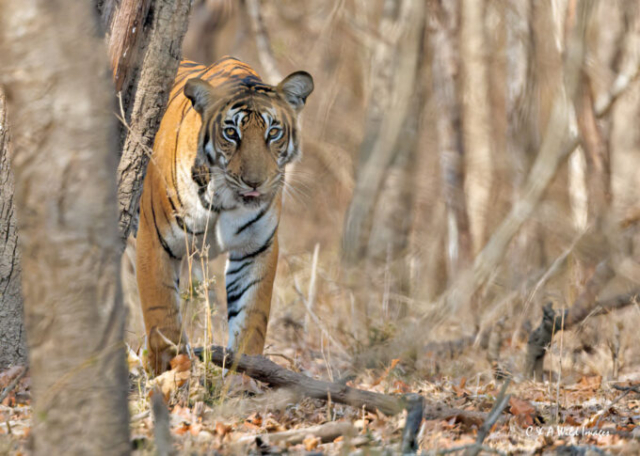 The Tigress Magge