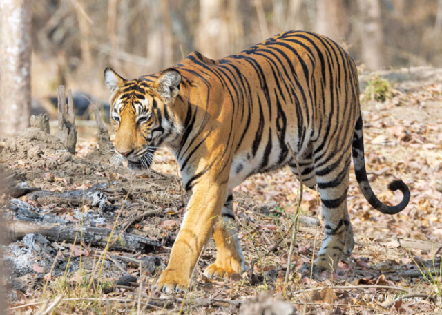 The Tigress Magge