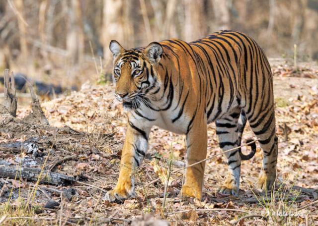 The Tigress Magge