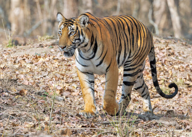 The Tigress Magge