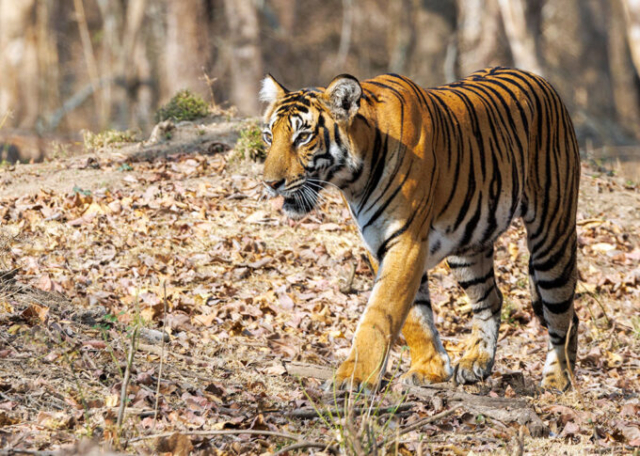 The Tigress Magge