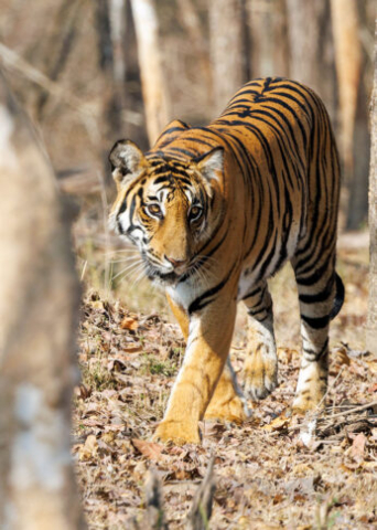The Tigress Magge