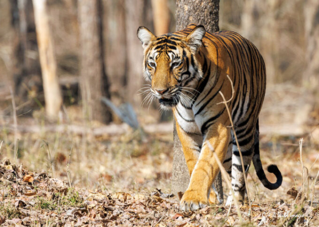The Tigress Magge