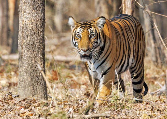 The Tigress Magge