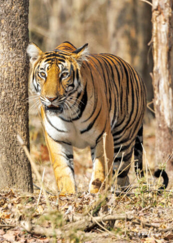 The Tigress Magge
