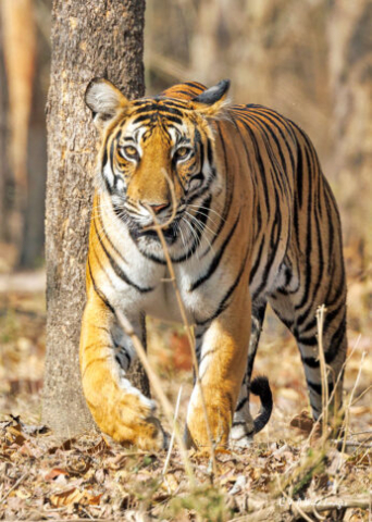 The Tigress Magge