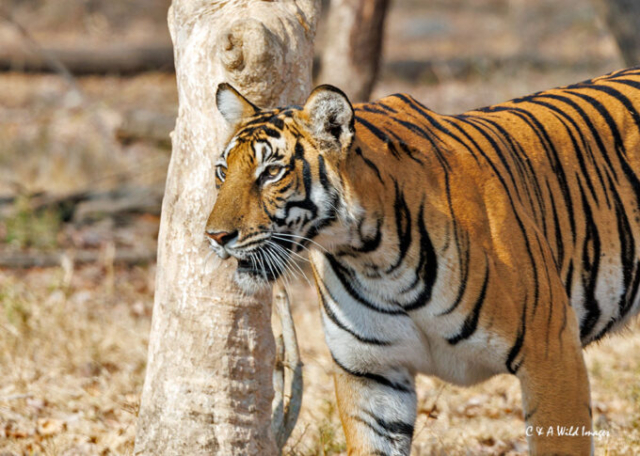 The Tigress Magge