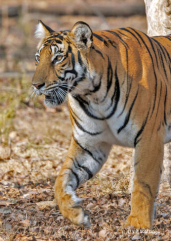 The Tigress Magge