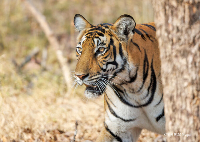 The Tigress Magge