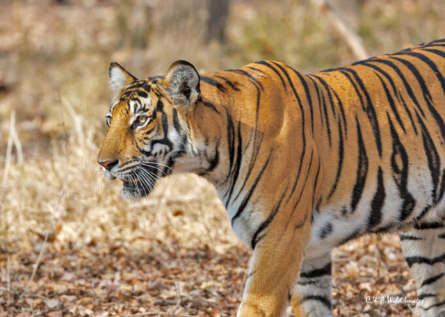 The Tigress Magge