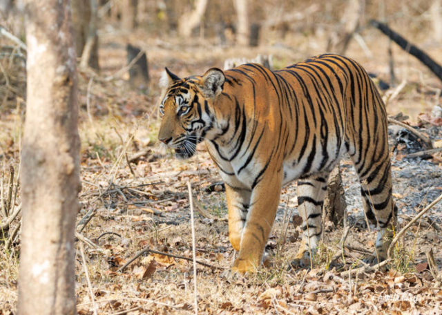 The Tigress Magge