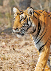 Nagarahole Tiger Reserve-Day 1