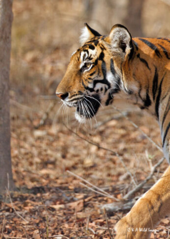 The Tigress Magge