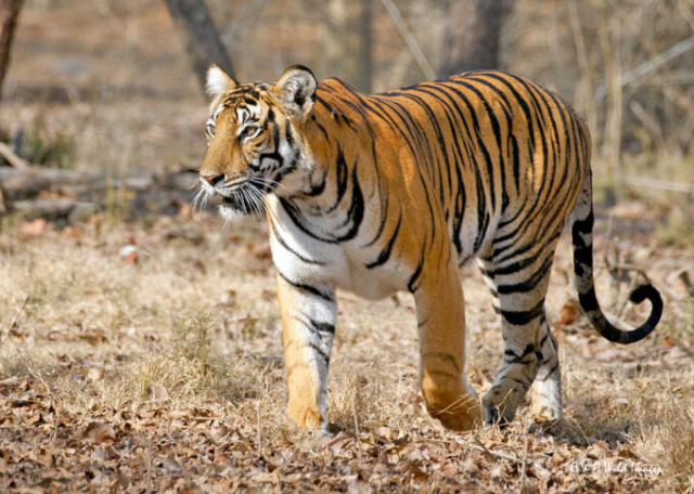 The Tigress Magge