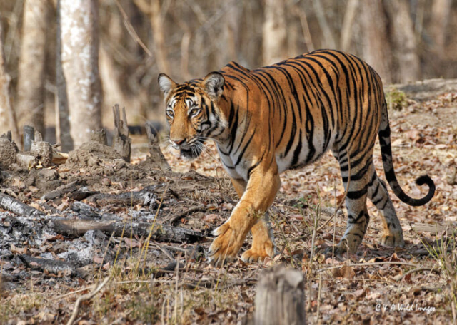 The Tigress Magge