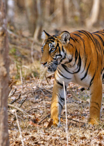 The Tigress Magge