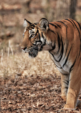 The Tigress Magge