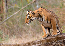 Nagarahole Tiger Reserve Day-2