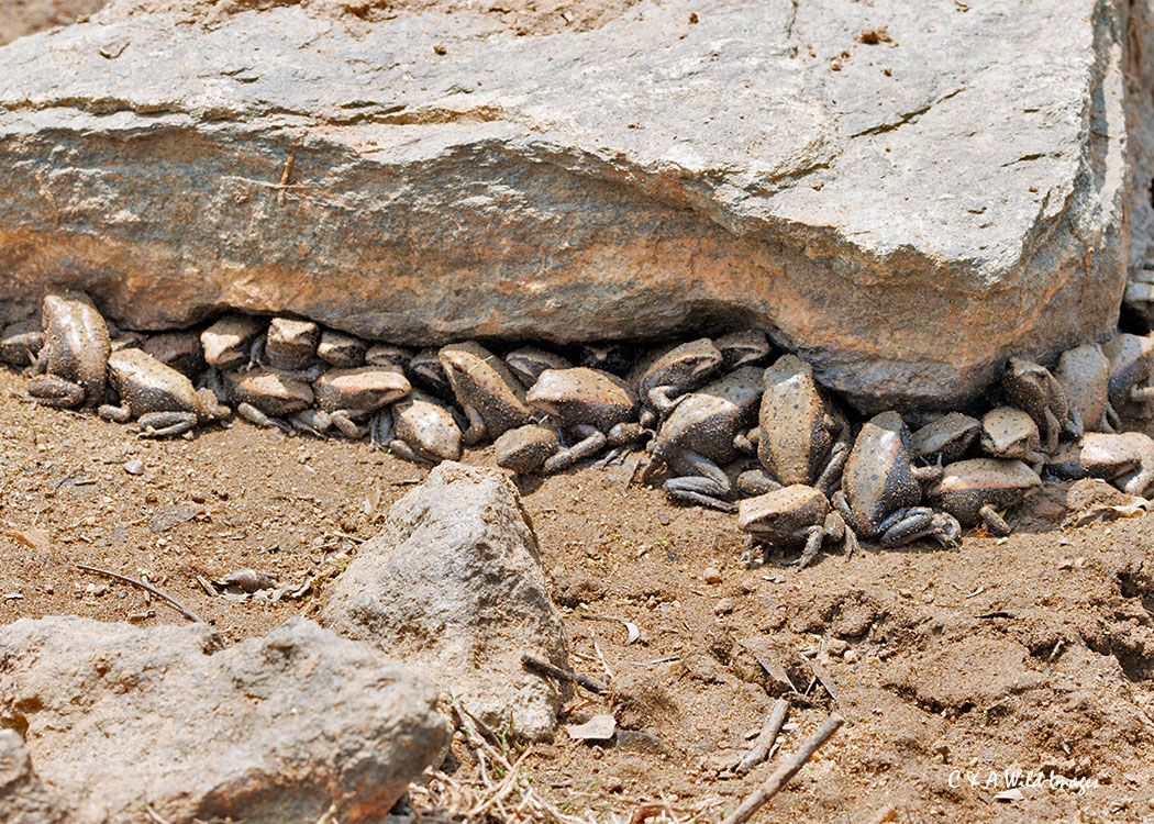 Indian bicoloured frogs
