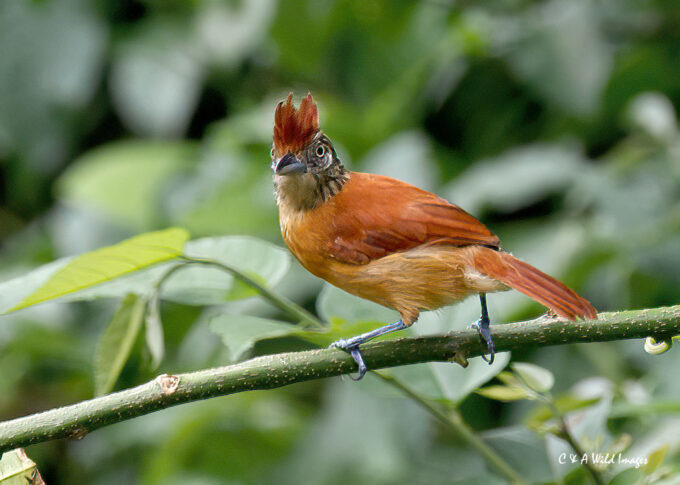 Female Barred antshrike