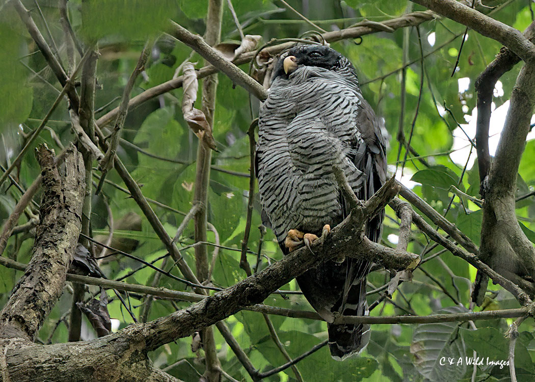 Black-and-White Owl