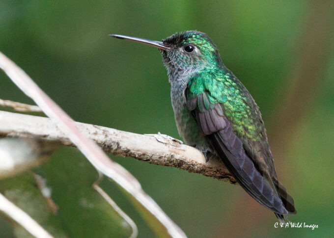 Blue-chested Hummingbird